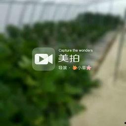 cao国产,历史、文化与现代发展的交融画卷